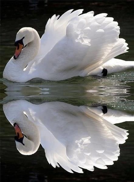 Photo:  swan reflection